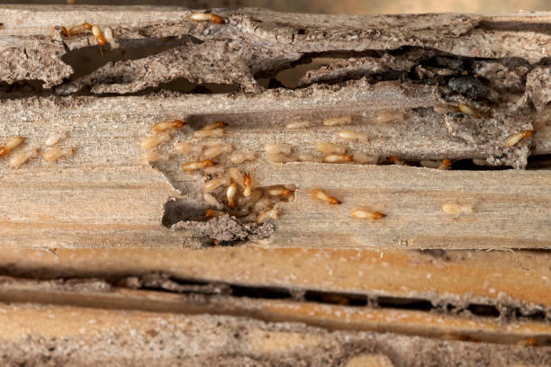 Best Affordable Pest Control Services  in Watchung, NJ