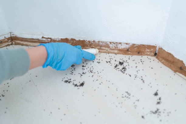 Wasp Removal Services in Watchung, NJ